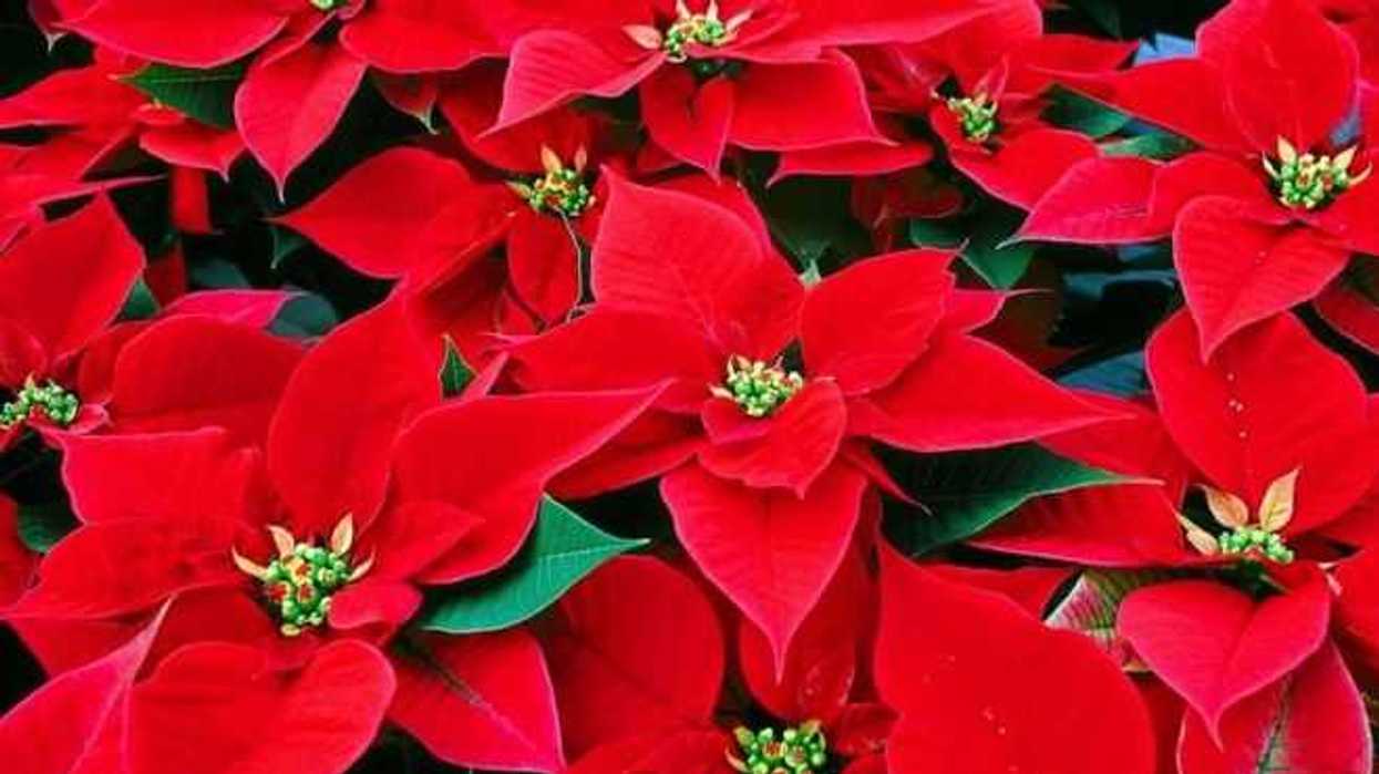 venta-nochebuenas-mexiquenses