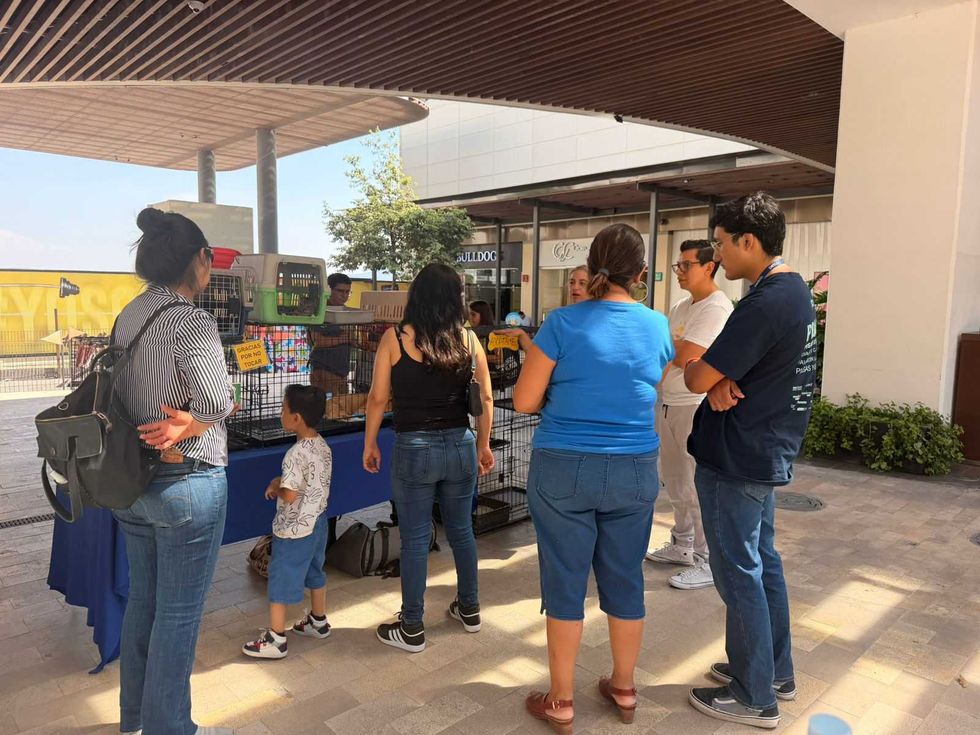 Veterinaria de la Secretar\u00eda de Bienestar Animal del Municipio de Quer\u00e9taro durante jornada de esterilizaci\u00f3n gratuita en delegaci\u00f3n de la capital
