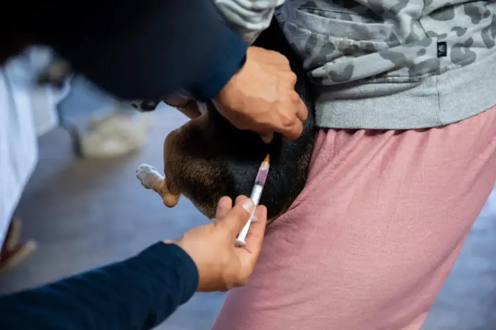 Veterinario aplica vacuna a un cachorro durante la jornada de medicina preventiva en Paso de Mata