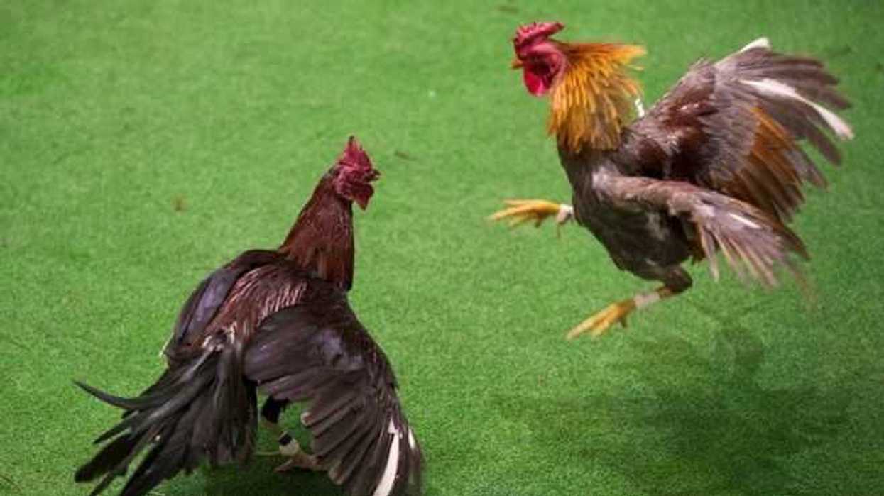 vista-de-una-pelea-de-gallos