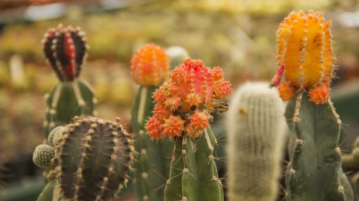 Vivero La Viznaga Vagabunda, un espacio que tiene el poder de trasladarte al mundo de las cactáceas.
