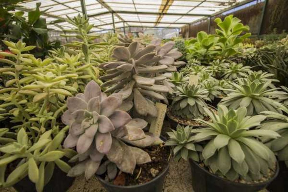 Vivero La Viznaga Vagabunda.