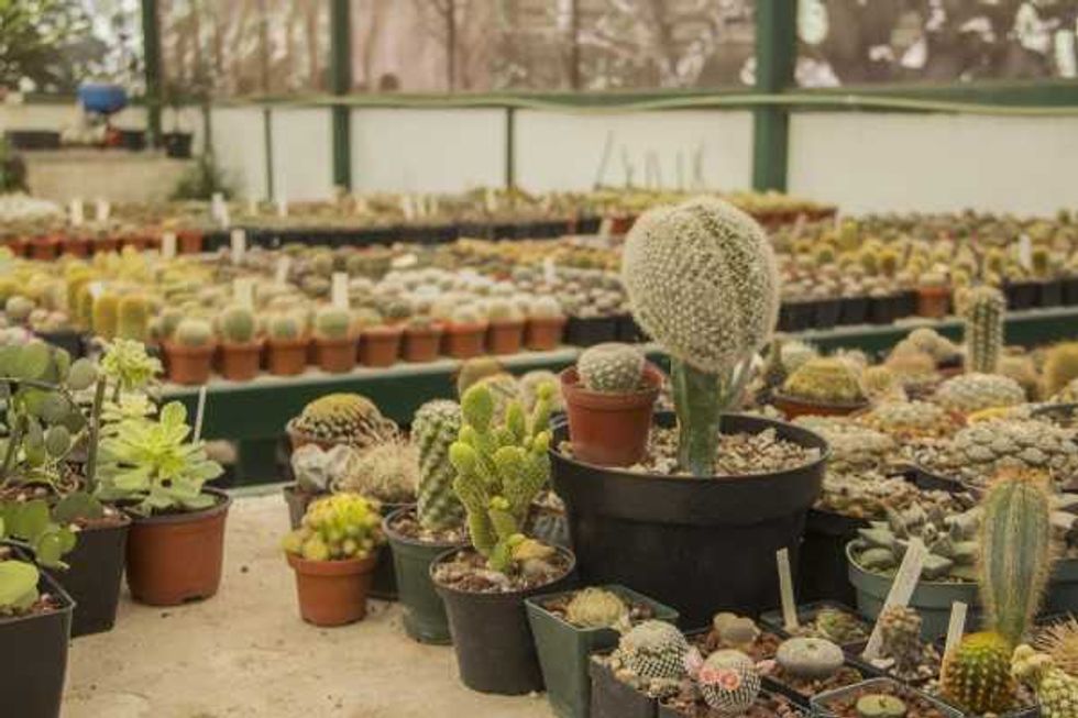 Vivero La Viznaga Vagabunda.
