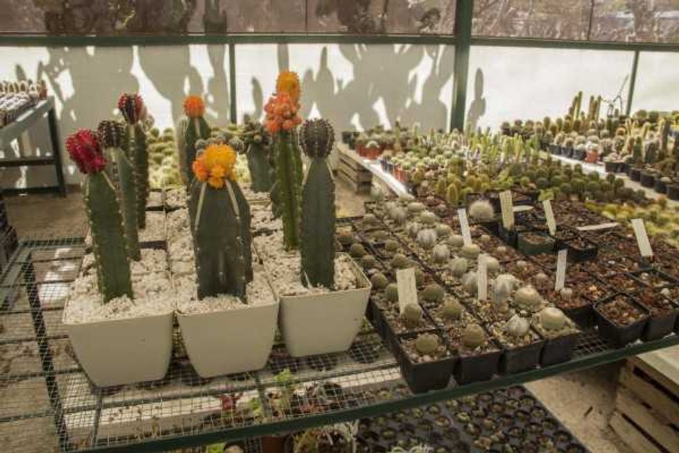 Vivero La Viznaga Vagabunda.
