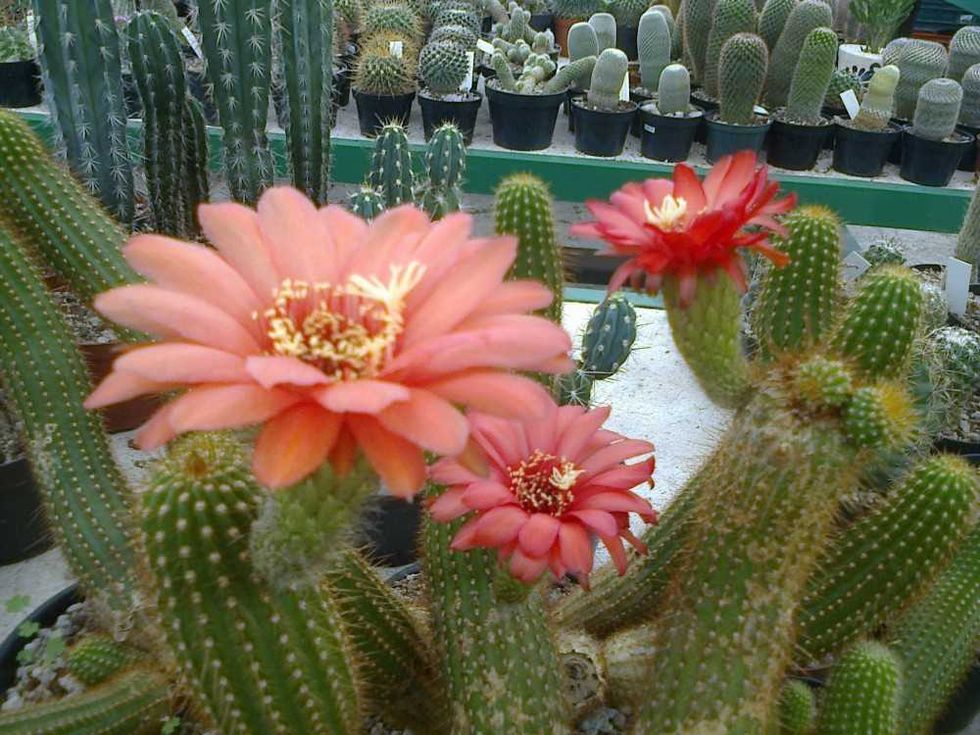 Vivero La Viznaga Vagabunda.