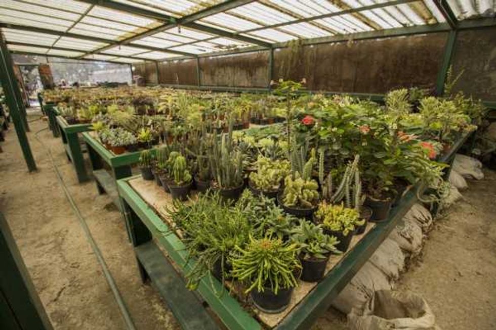Vivero La Viznaga Vagabunda.