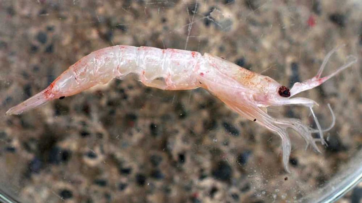 Voluntad política y ciencia, armas para salvar la vida marina en la Antártica. EFE/Archivo/Iván Franco.