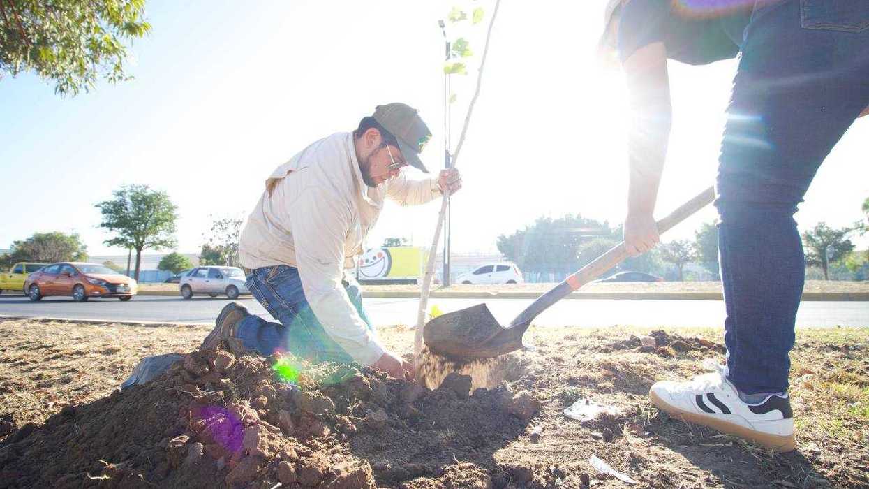 Voluntarios siembran árboles durante reforestación en Paseo Central de San Juan del Río 2026