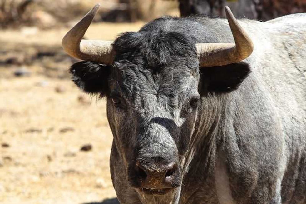 xajay cuna toros indultados altruista paenero gibraltar 1
