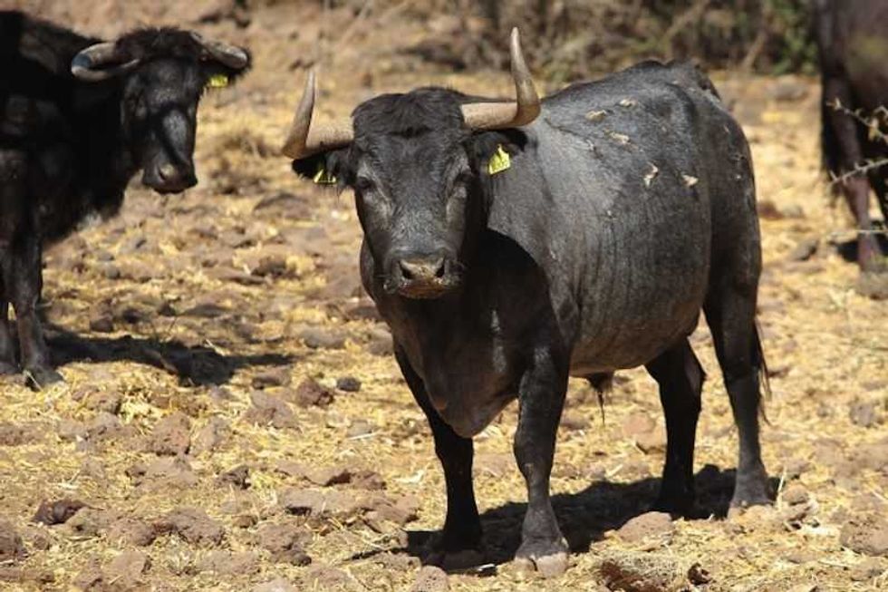 xajay cuna toros indultados altruista paenero gibraltar 2