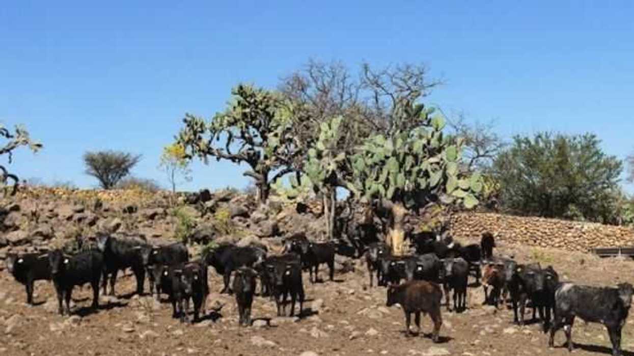 xajay-cuna-toros-indultados-altruista-paenero-gibraltar