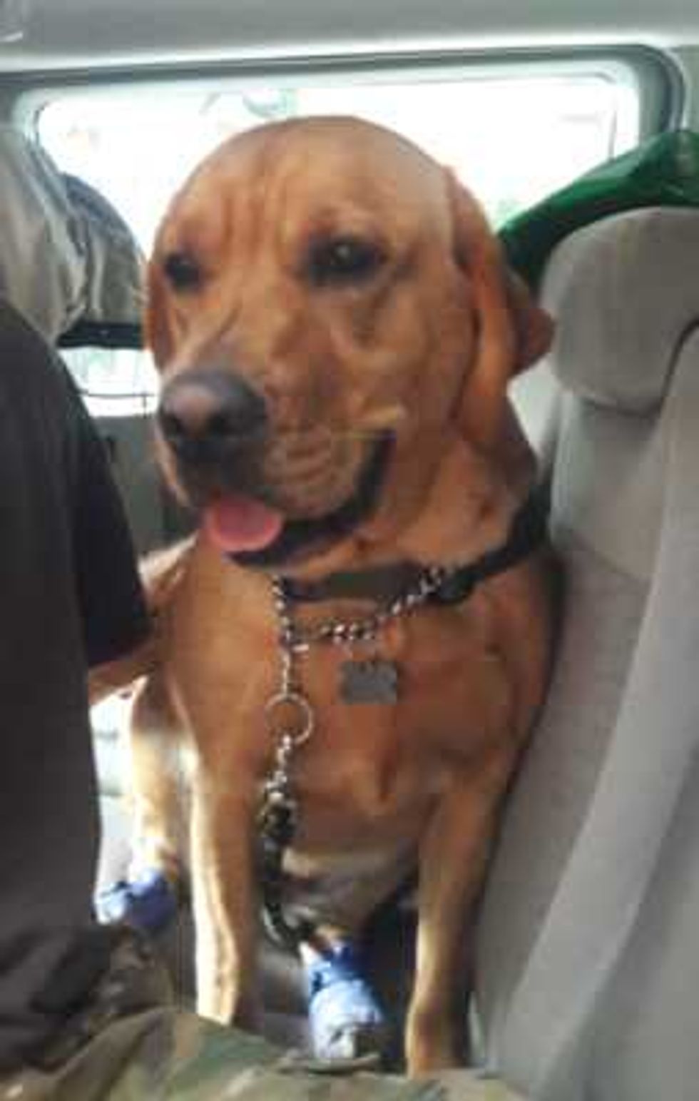 yona la rescatista de cuatro patas 2