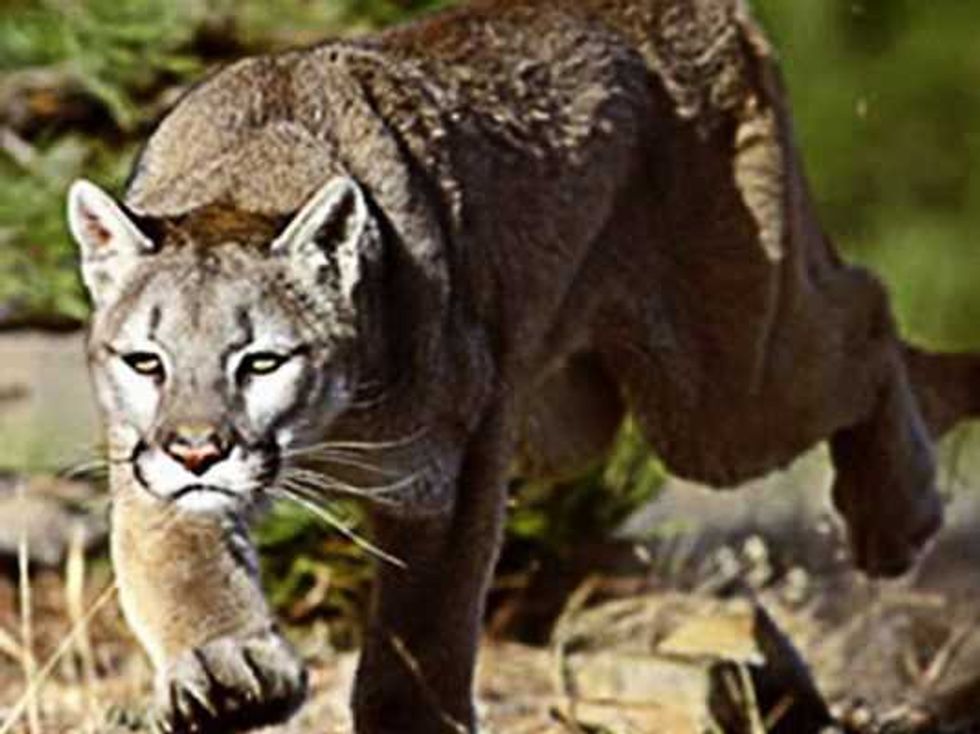 yucatan alberga al menos cinco especies felinos silvestres 1