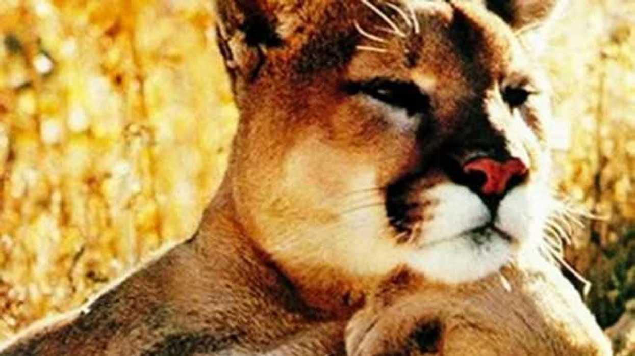 yucatan-alberga-al-menos-cinco-especies-felinos-silvestres-3