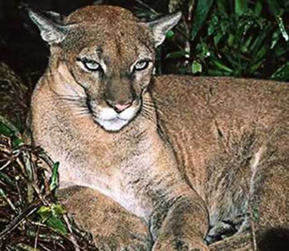 yucatan alberga al menos cinco especies felinos silvestres