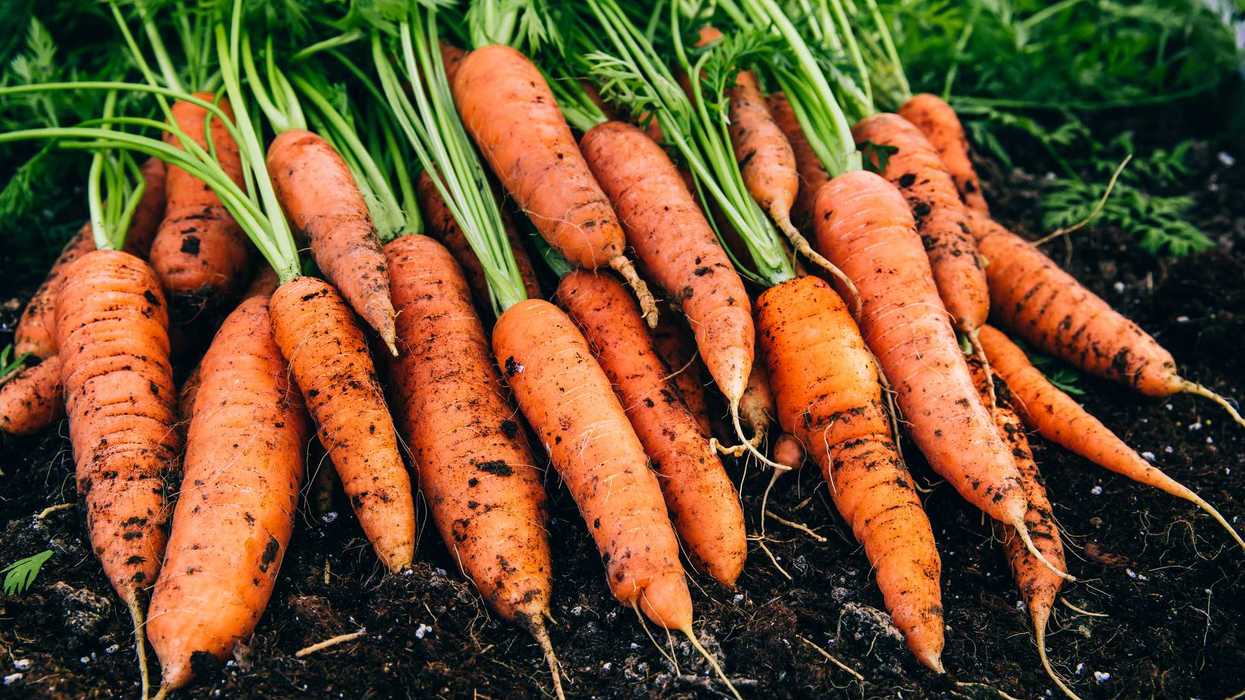Zanahorias recién cosechadas con tierra y hojas verdes, hortaliza cuyo precio por kilo en México monitoreó la Profeco