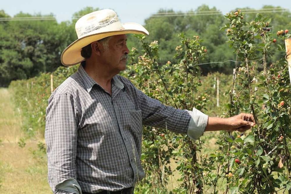 zarzamoras rotativo 2