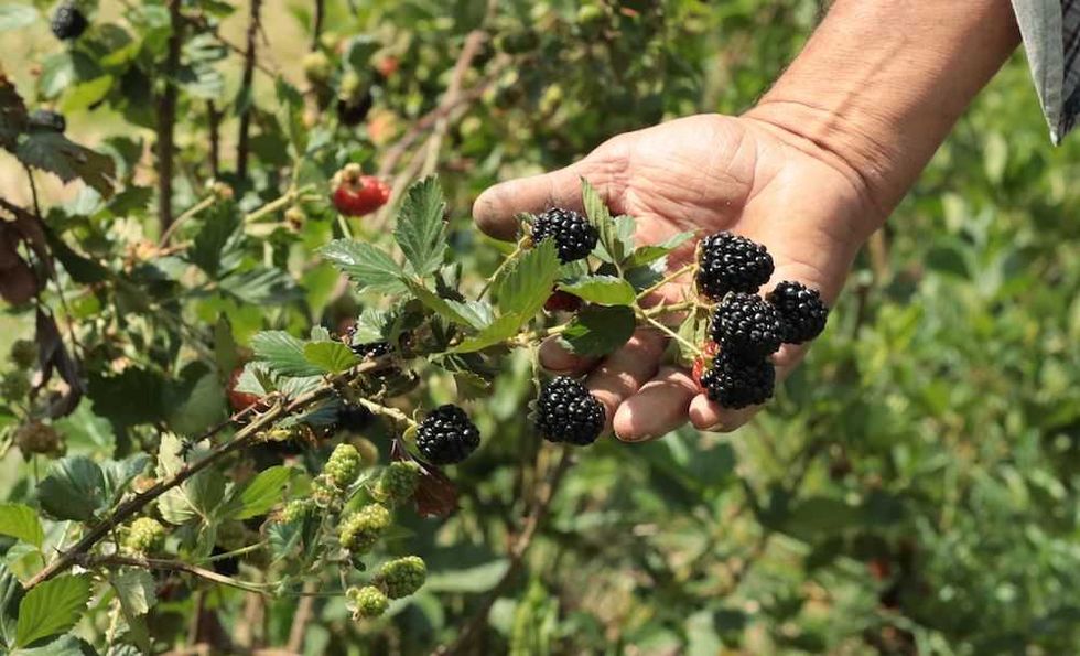 zarzamoras rotativo 3