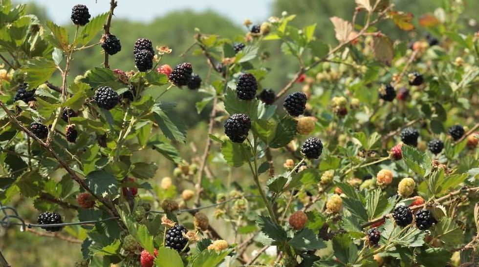 zarzamoras rotativo 5