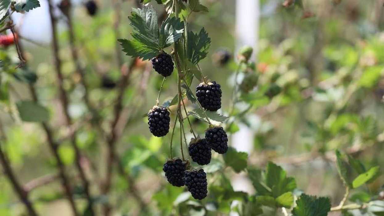 zarzamoras-rotativo-6