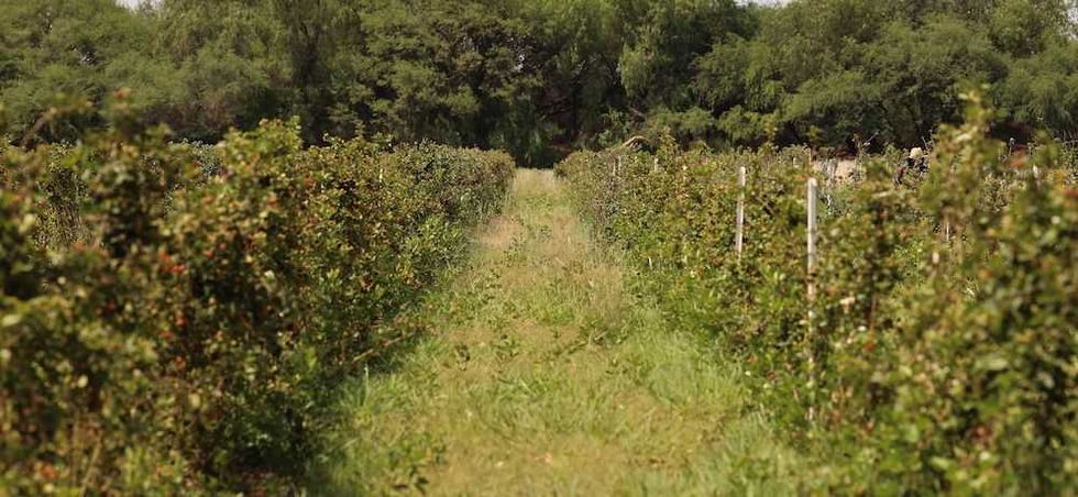 zarzamoras rotativo 9