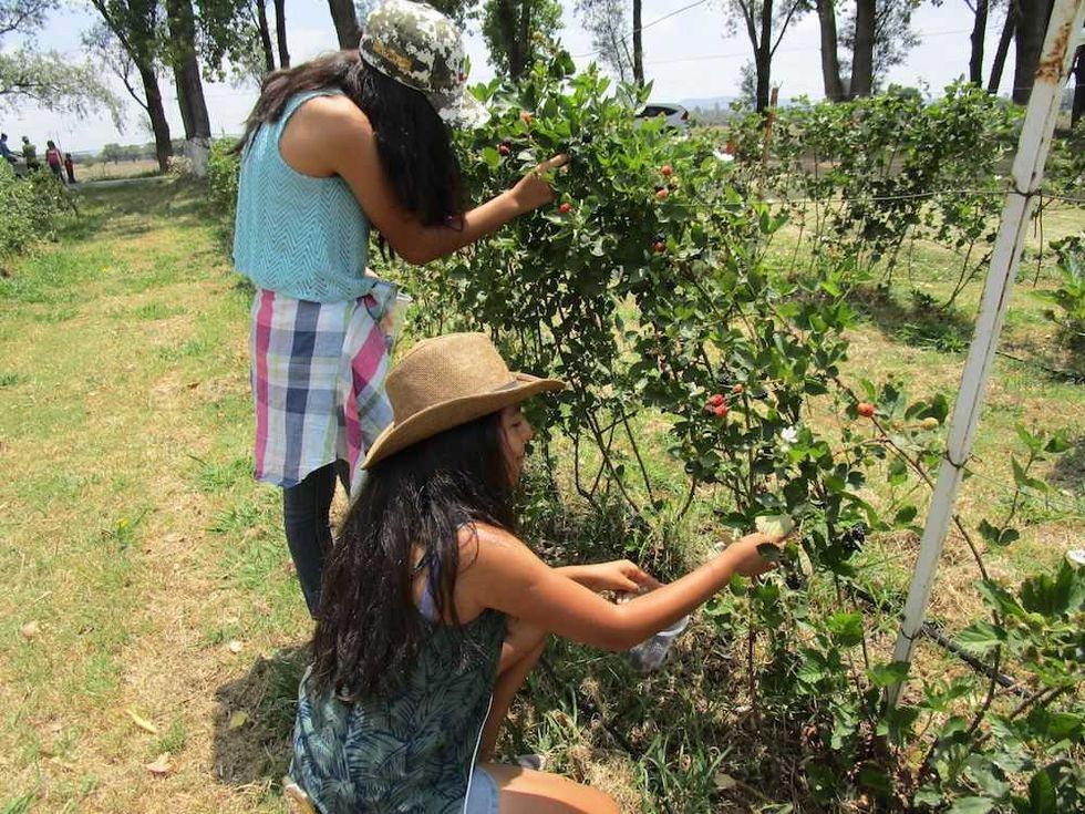 zarzamoras senegal de palomas 11