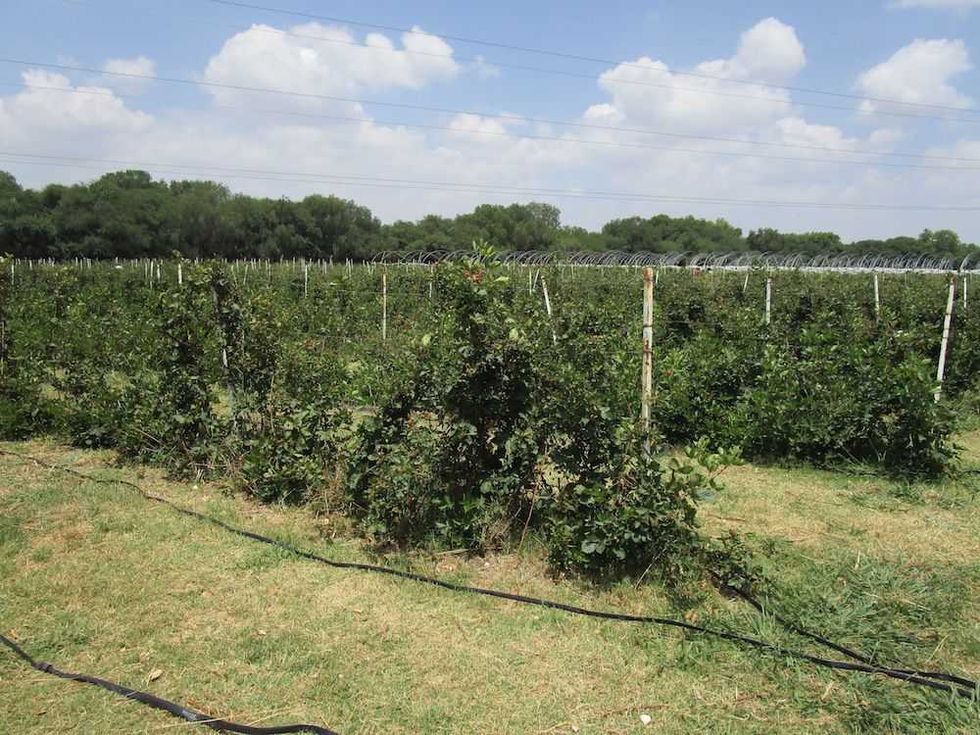zarzamoras senegal de palomas 13
