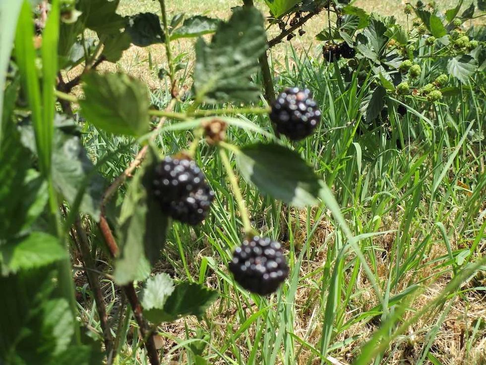 zarzamoras senegal de palomas 14