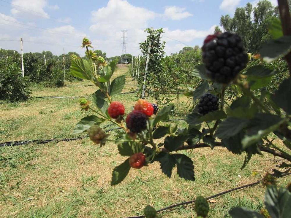 zarzamoras senegal de palomas 16