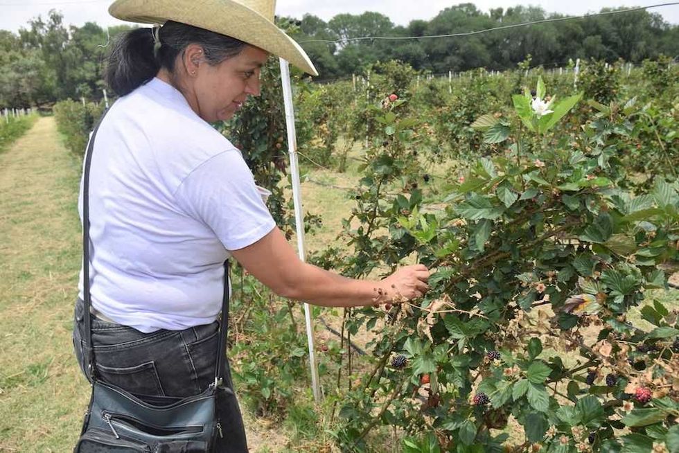 zarzamoras senegal de palomas 6