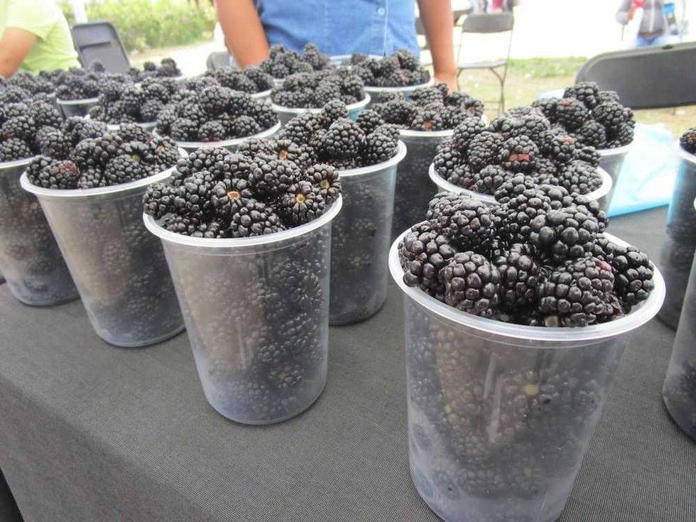 zarzamoras senegal de palomas 7