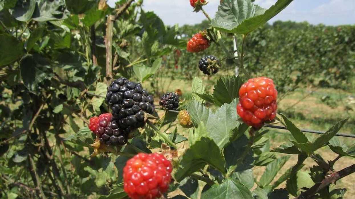 zarzamoras-senegal-de-palomas-9