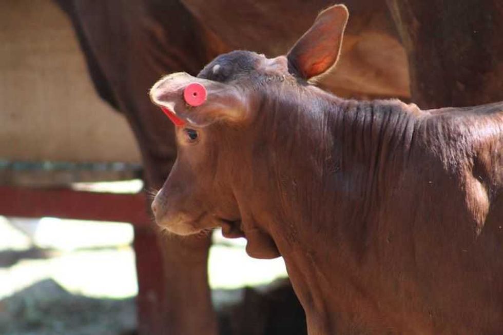 zoologico de chilpancingo registra 70 nacimientos en tres anos 1