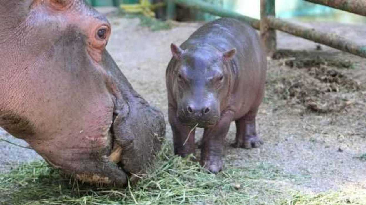 zoologico-de-chilpancingo-registra-70-nacimientos-en-tres-anos.jpg