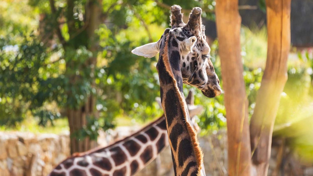 Zoológico Wamerú en El Marqués enfrenta investigación federal por presunto maltrato animal y deterioro en instalaciones