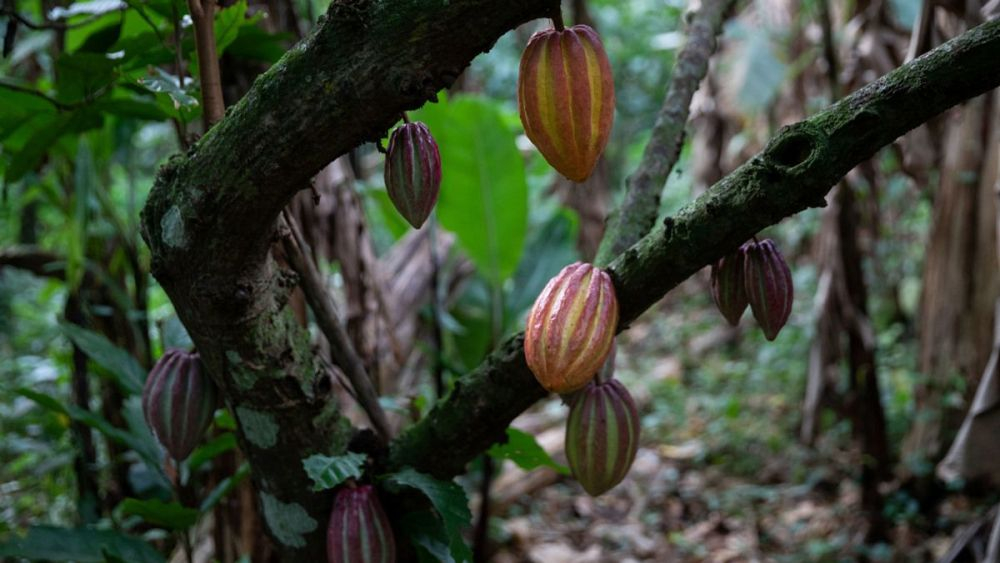 De una pequeña hacienda de cacao venezolano para el mundo, soñar en grande. EFE/ Rayner Peña R.