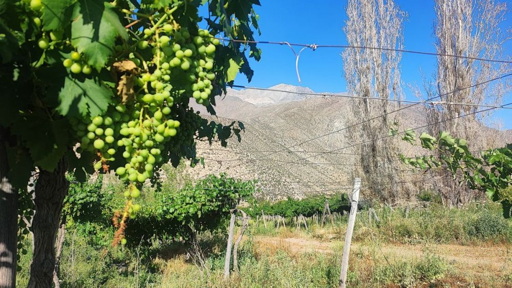 Fotografía de racimos de uvas en los viñedos de la comuna de Monte Patria, Valle de Limarí, el 15 de diciembre, en Ovalle región de Coquimbo (Chile). EFE/Iñaki Martinez.