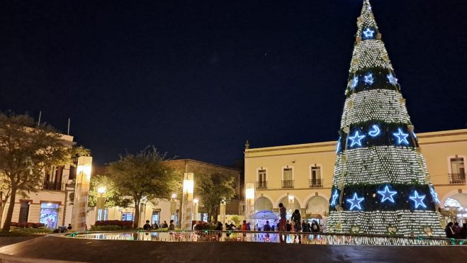 Árbol plaza constitución. Foto: Paulina Rosales.