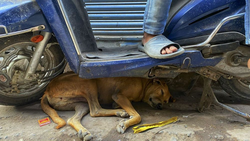 El perro y el hombre, la pelea por las calles de la India. EFE/ Indira Guerrero.