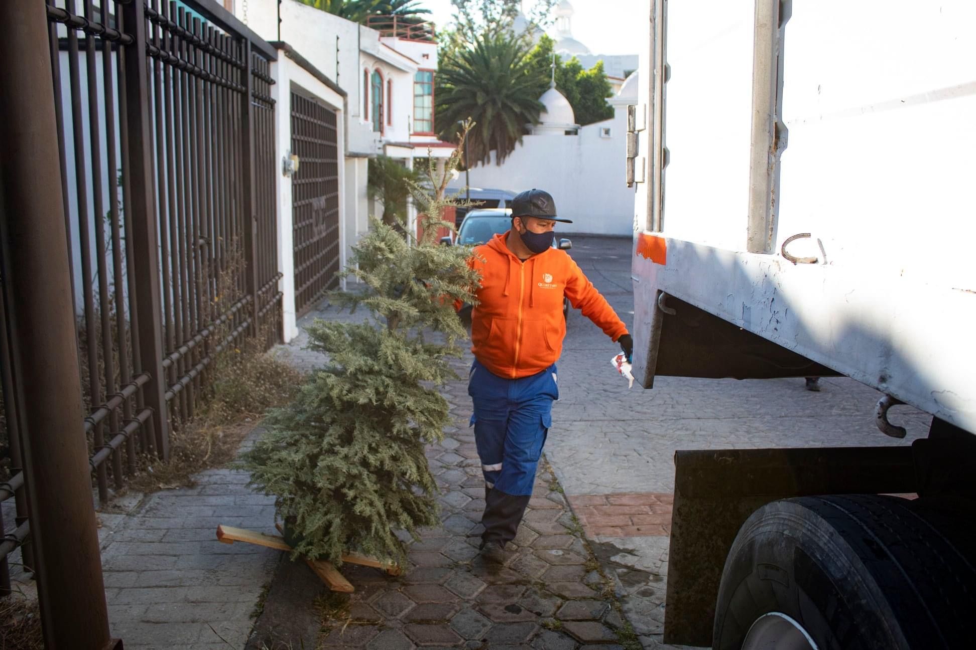 Municipio de Querétaro colectará arbolitos naturales de navidad