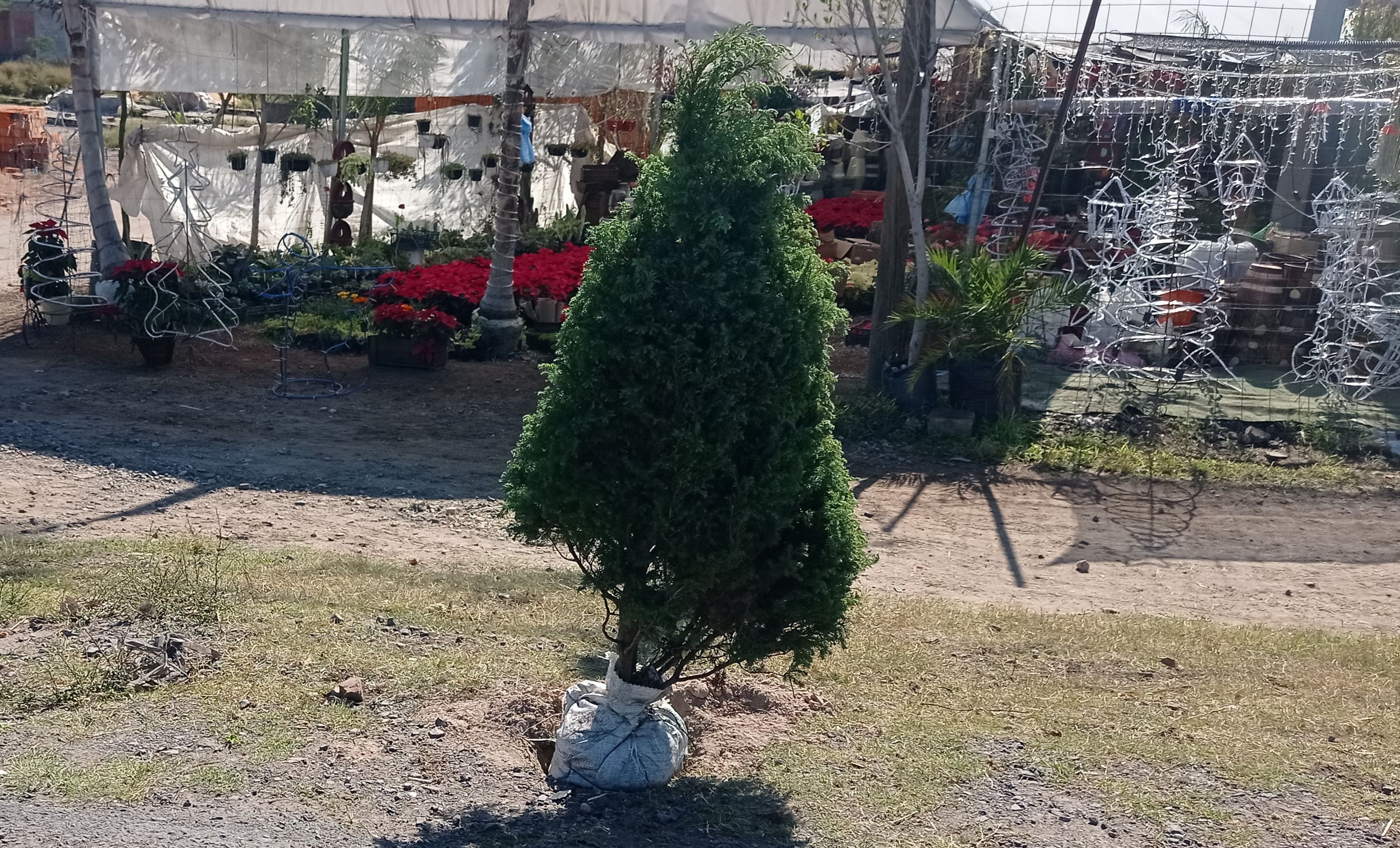 Campaña de 'Recolección de árboles de Navidad' en San Juan del Rí...