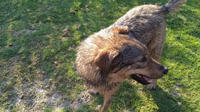 Elementos presuntamente de la Policía Estatal que tripulaban una patrulla, atropellaron a una perrita en la zona oriente y huyeron.