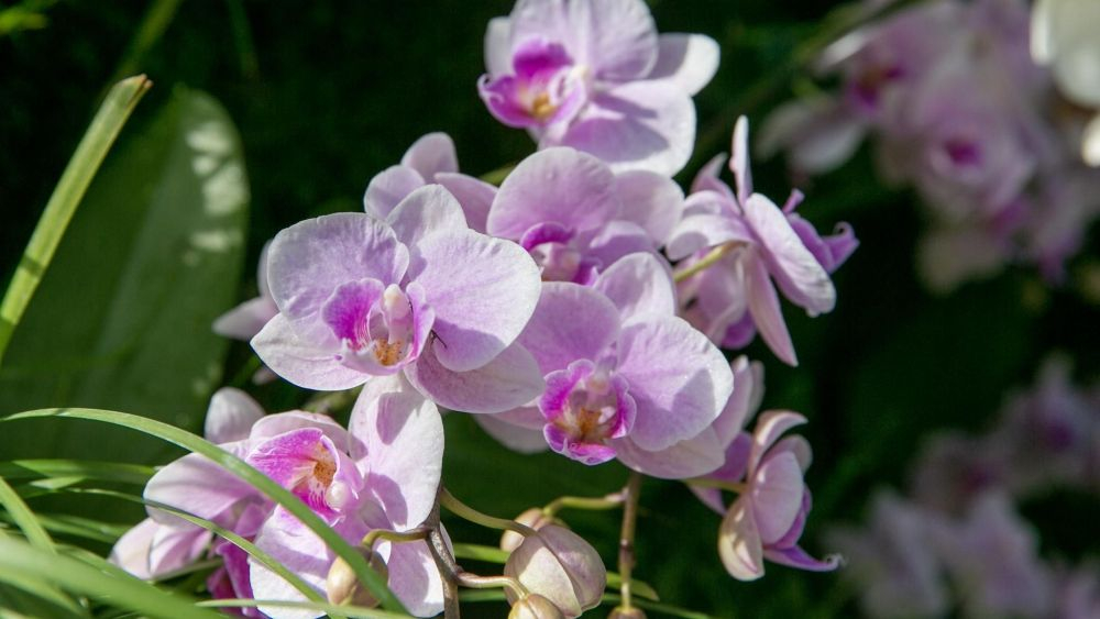 Miles de orquídeas recrean los paisajes tradicionales chinos en Nueva York. EFE/EPA/SARAH YENESEL.
