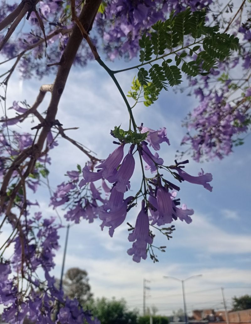 Jacarandas visten de morado a San Juan del Río.