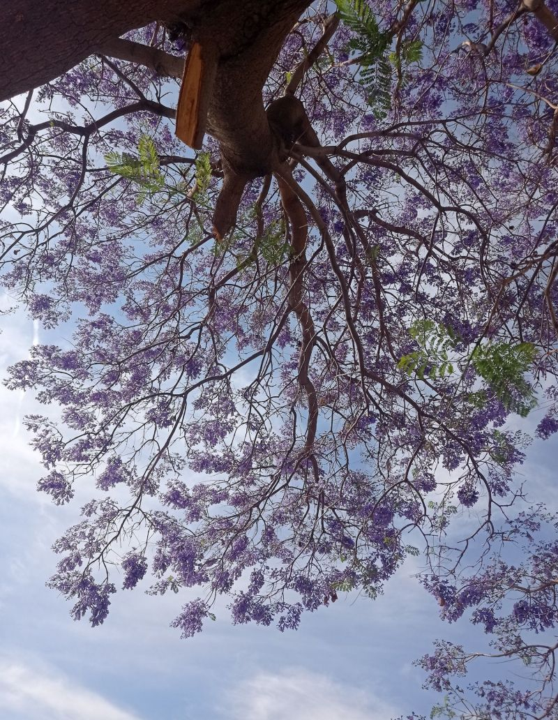 Jacarandas visten de morado a San Juan del Río.