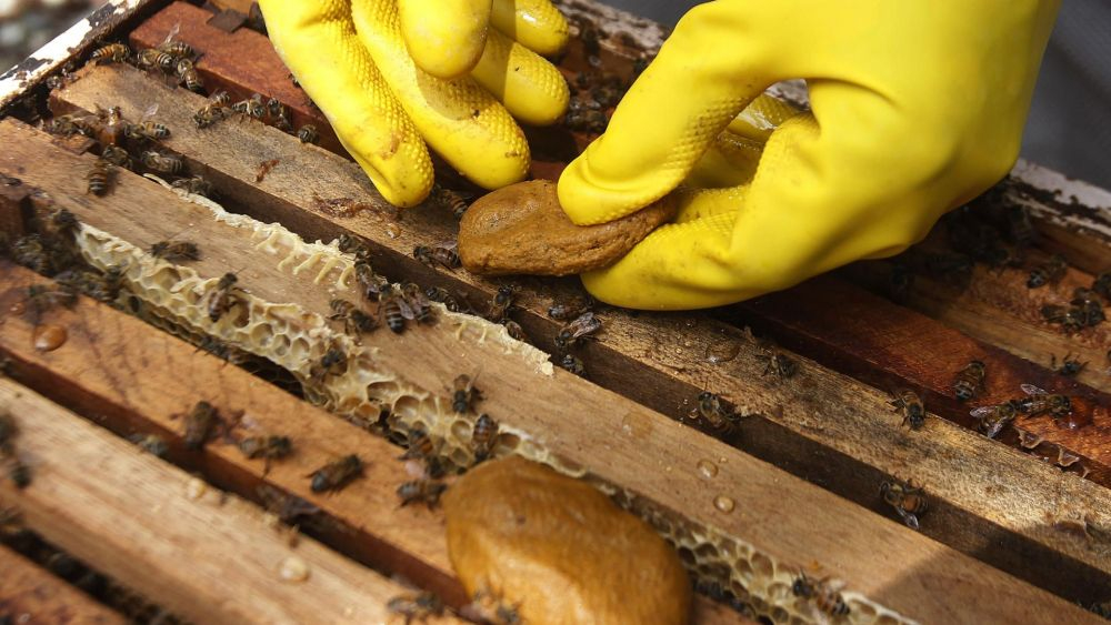 Apicultores colombianos cuidan a sus abejas de efectos del cambio climático. EFE/ Luis Eduardo Noriega A..