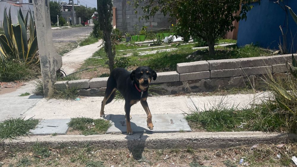 Incrementa abandono de perros en zona Oriente de San Juan del Río.