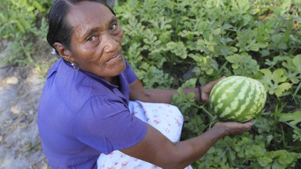 La Mosquitia: región hondureña que mitiga pobreza con agricultura sostenible y ancestral. EFE/ Gustavo Amador.