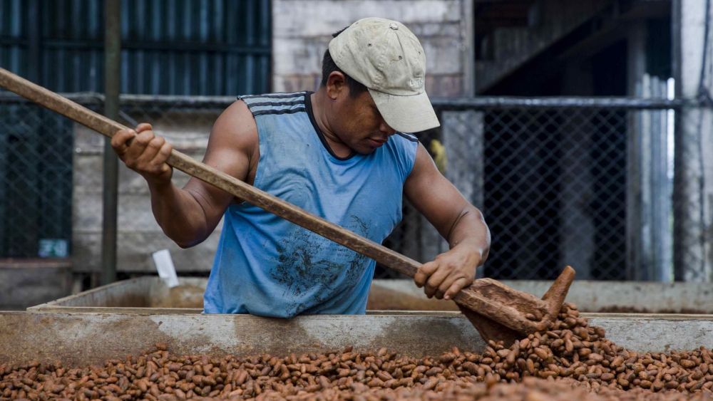 Siete cooperativas de Nicaragua dan un "salto cacaotero" con proyecto financiado por Suiza. EFE/ Jorge Torres.