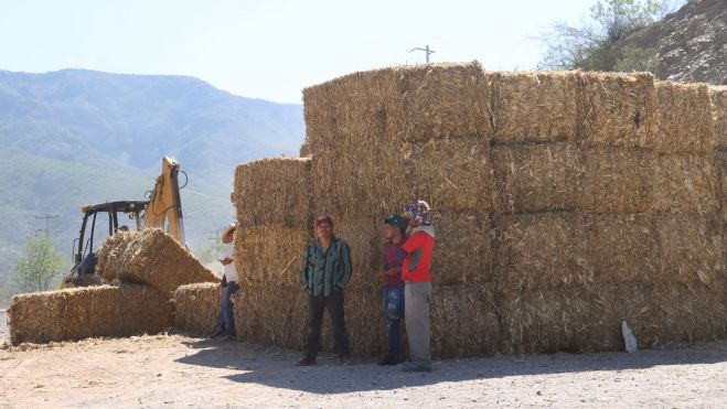 Se entregan 100 toneladas de forraje a ganaderos en Peñamiller.